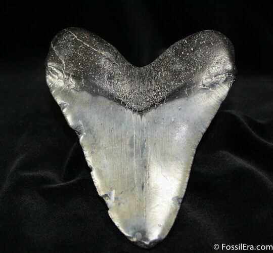 Giant / Inch Megalodon Tooth #706